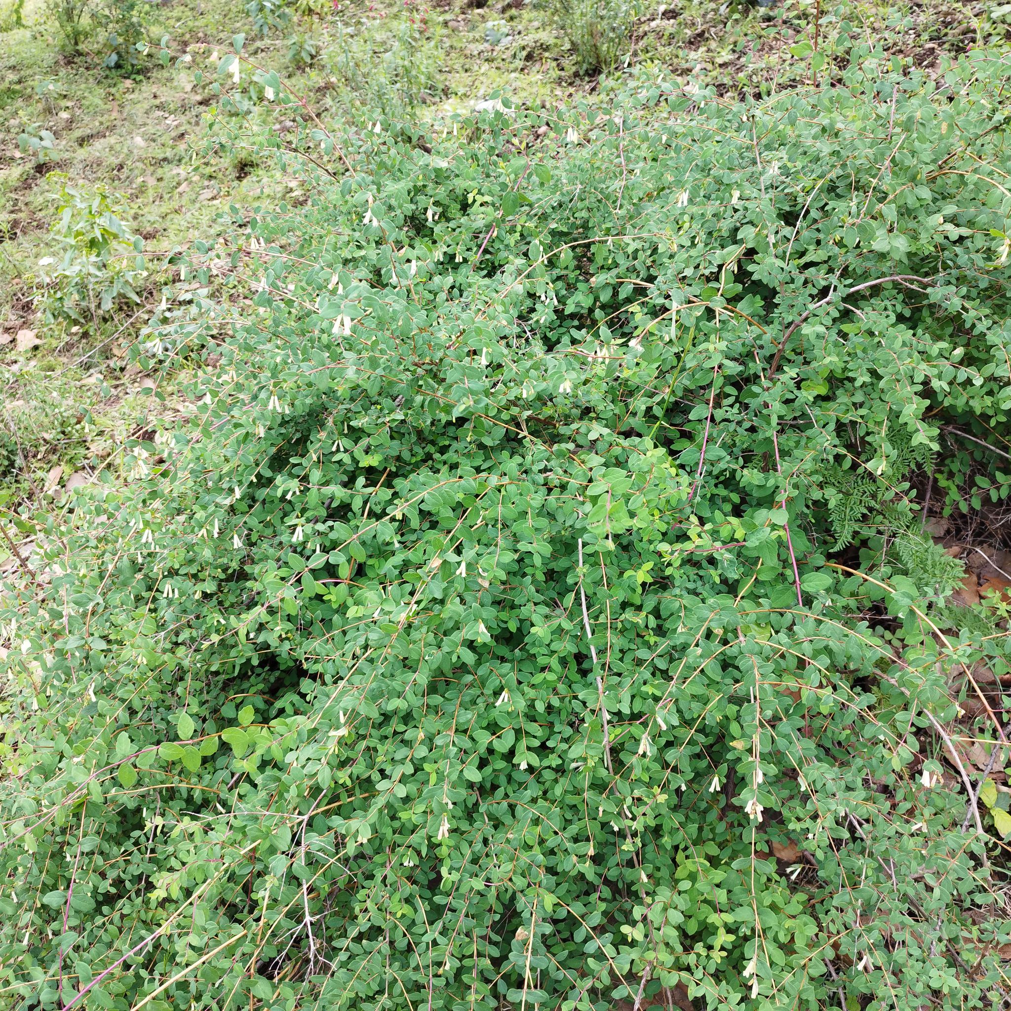 Symphoricarpos microphyllus